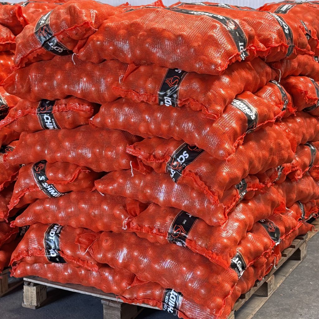 Cebola